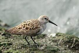 Dunlin