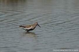 Dunlin