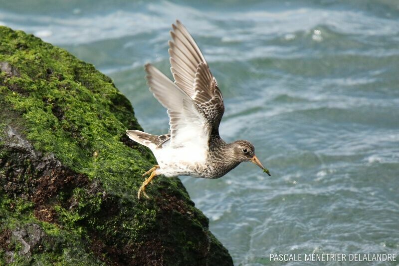 Purple Sandpiper