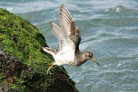 Purple Sandpiper