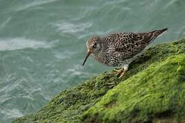 Purple Sandpiper