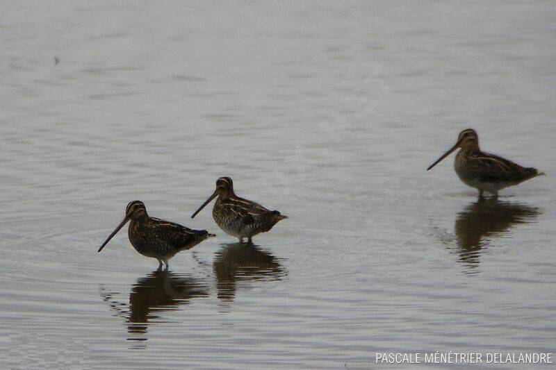 Common Snipe