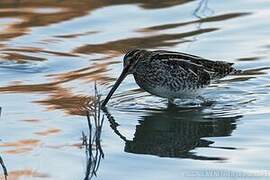 Common Snipe