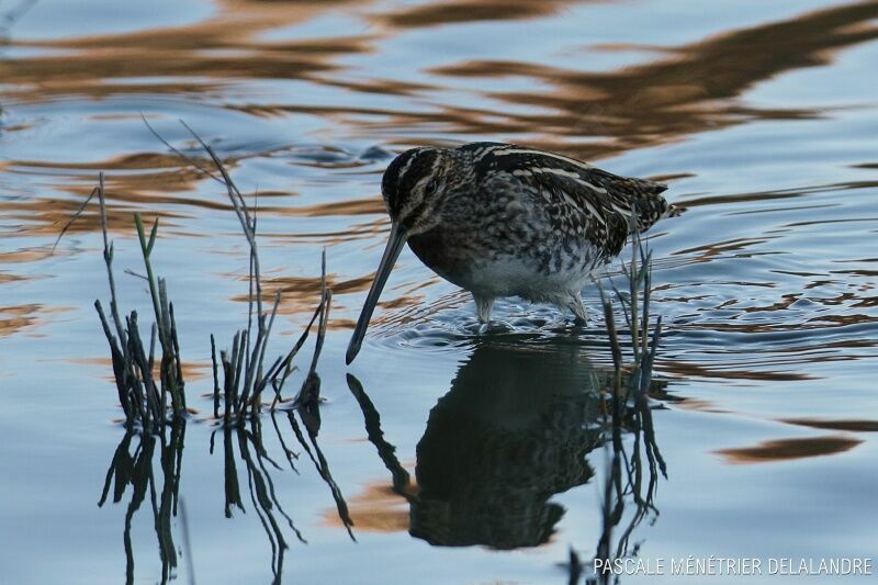 Common Snipe