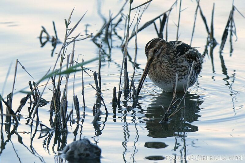 Common Snipe