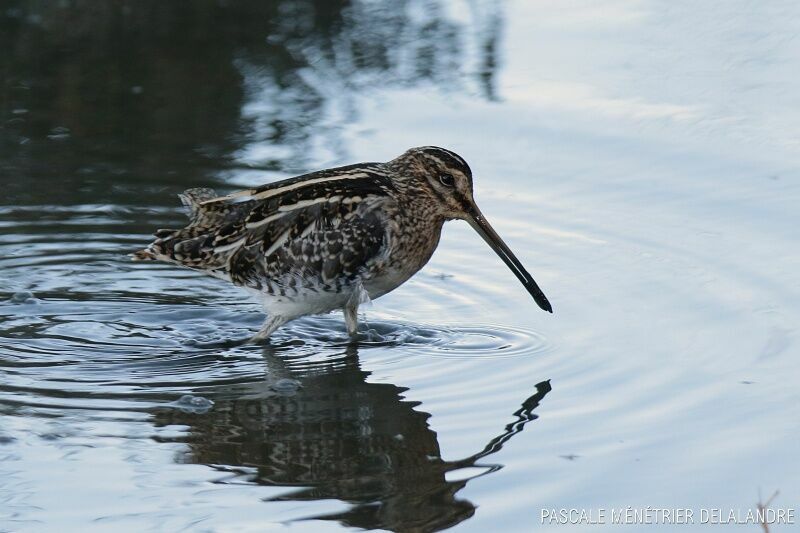 Common Snipe