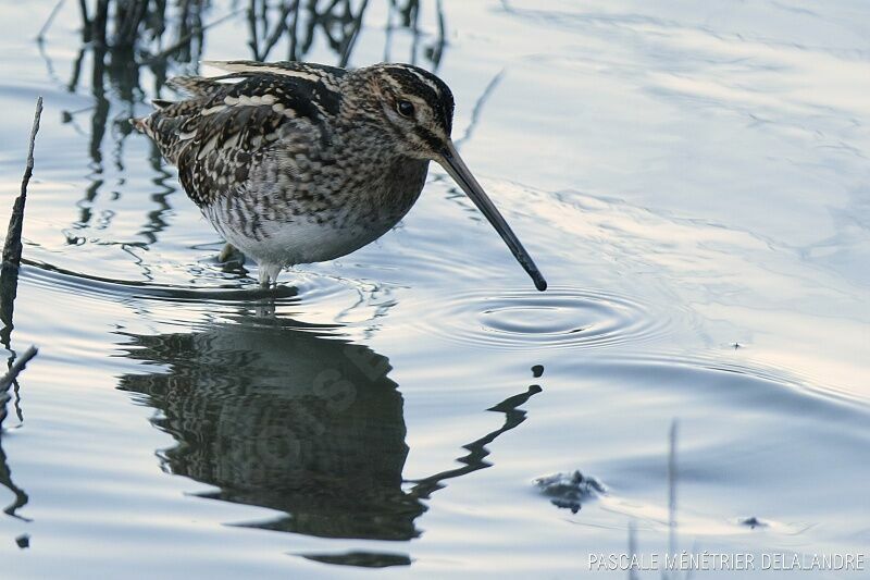 Common Snipe