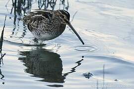 Common Snipe