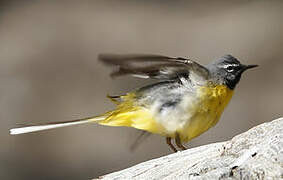 Grey Wagtail