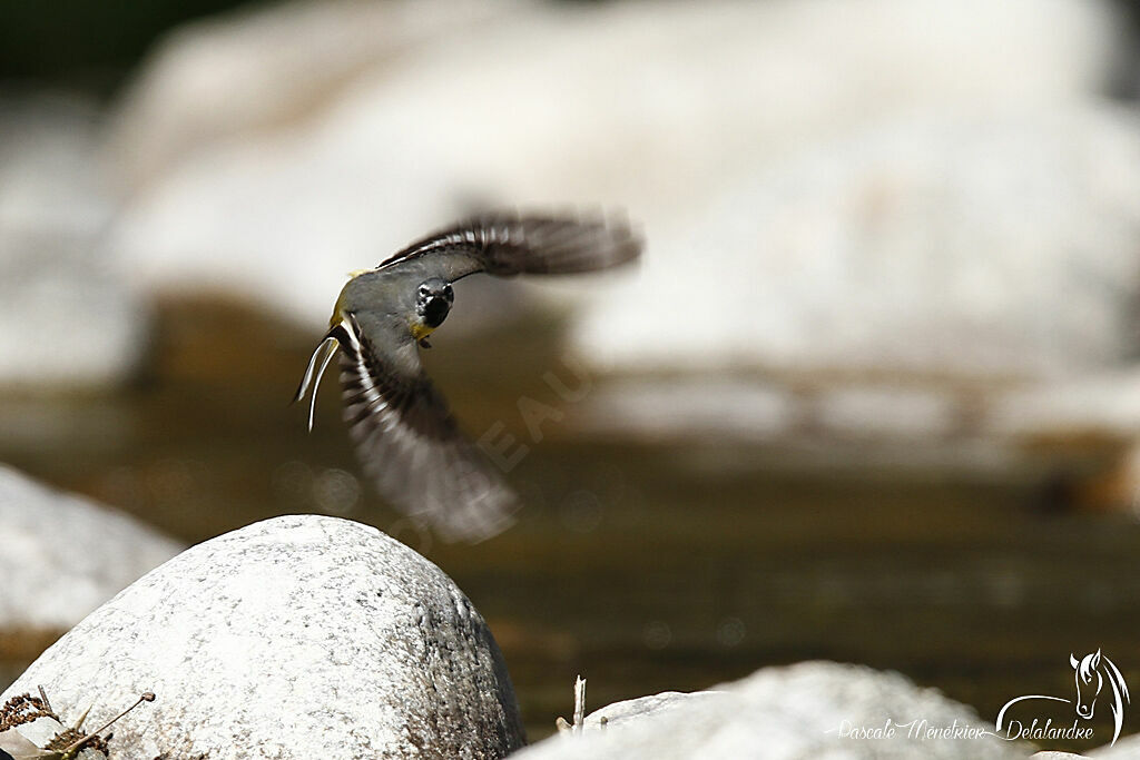 Grey Wagtail