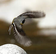 Grey Wagtail