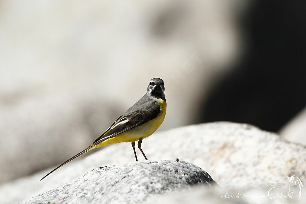 Grey Wagtail