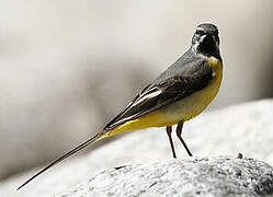 Grey Wagtail