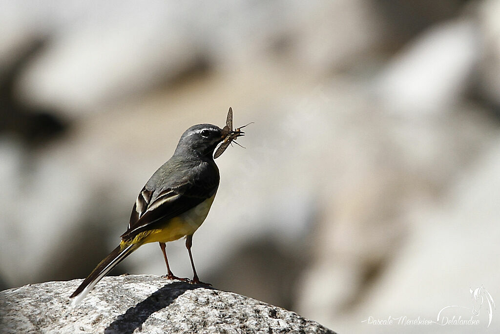 Grey Wagtail