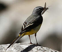 Grey Wagtail