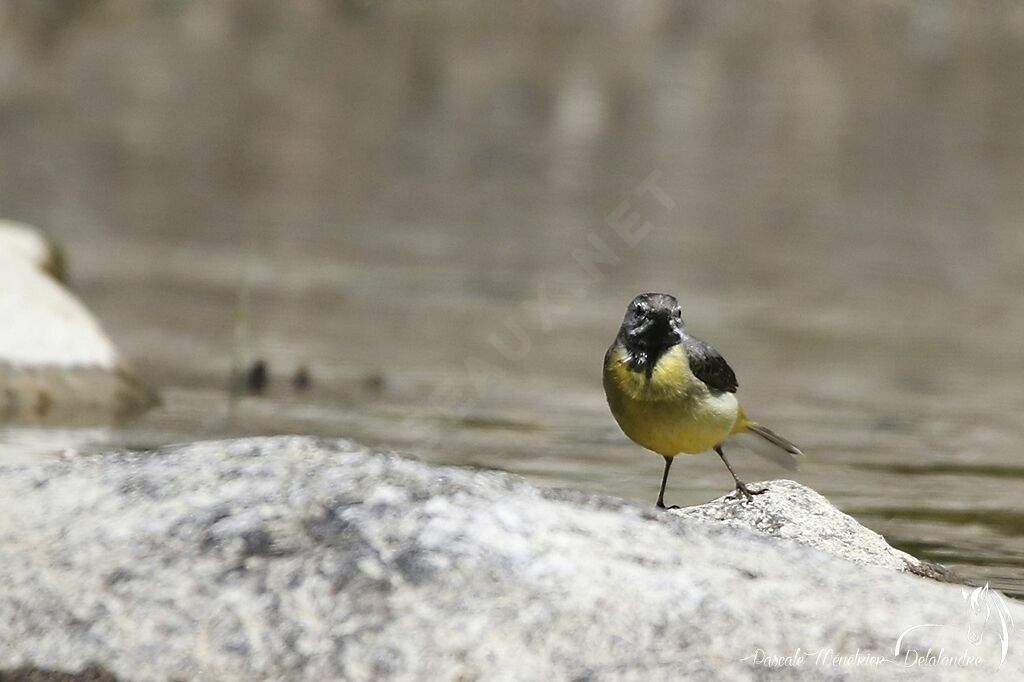 Bergeronnette des ruisseaux