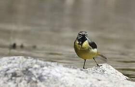 Grey Wagtail