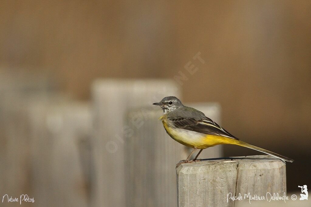 Grey Wagtail