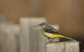 Grey Wagtail