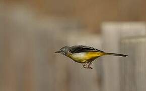 Grey Wagtail