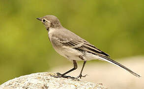 White Wagtail