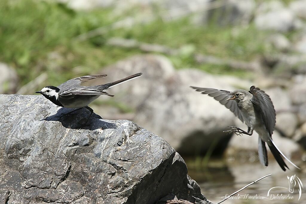 White Wagtail