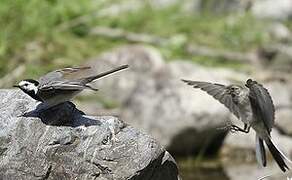 White Wagtail