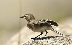 White Wagtail