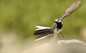 White Wagtail