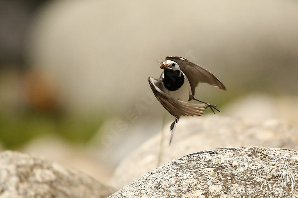 White Wagtail