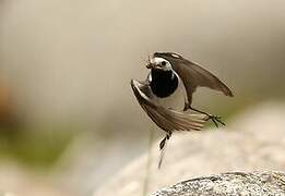 White Wagtail