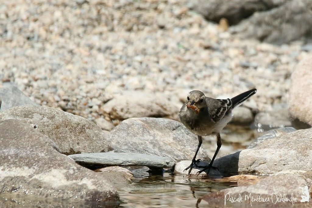 White Wagtailjuvenile