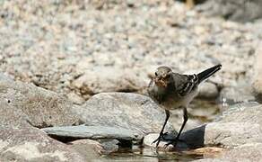 White Wagtail