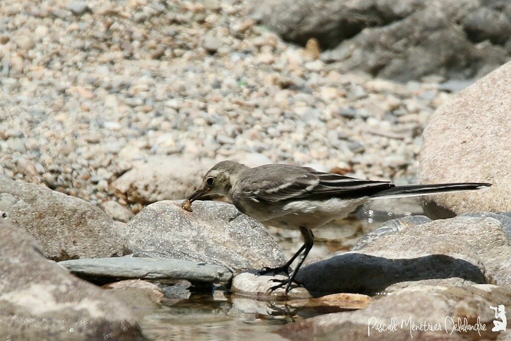 White Wagtailjuvenile