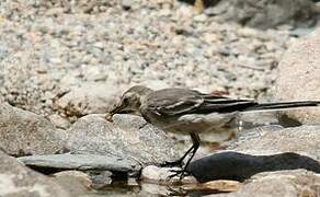 White Wagtail