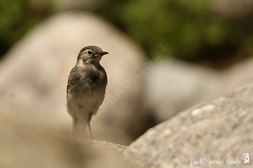 White Wagtailjuvenile