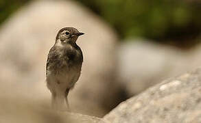 White Wagtail