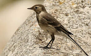 White Wagtail