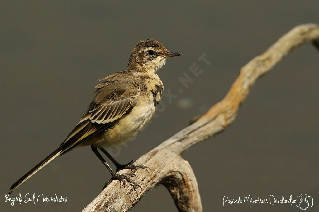 Western Yellow Wagtail