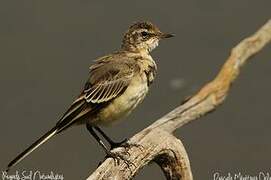 Western Yellow Wagtail