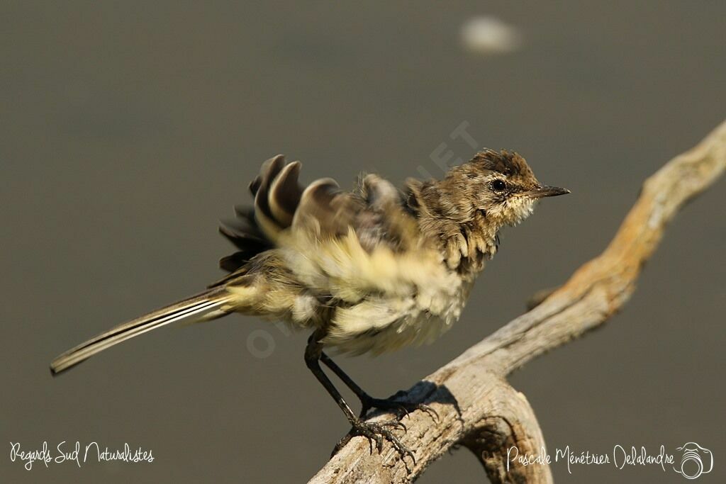 Western Yellow Wagtail