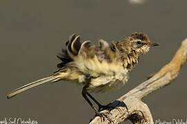 Western Yellow Wagtail