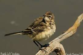 Western Yellow Wagtail