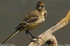 Western Yellow Wagtail