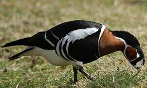 Red-breasted Goose