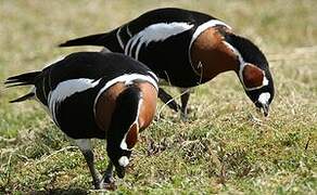 Red-breasted Goose