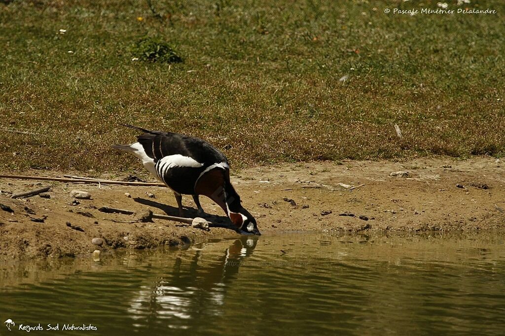 Red-breasted Goose