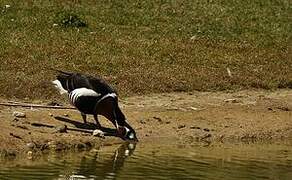 Red-breasted Goose