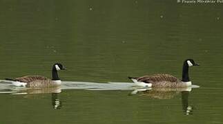 Canada Goose