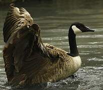 Canada Goose